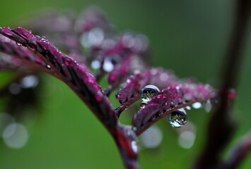 Albizia julibrissin im Regen