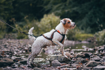 Cute Portrait of Parson Russell Terrier in Orange Pulling Harness