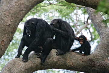 Eastern chimpanzee (Pan troglodytes schweinfurthii), family sitting in tree, Gombe Stream National...