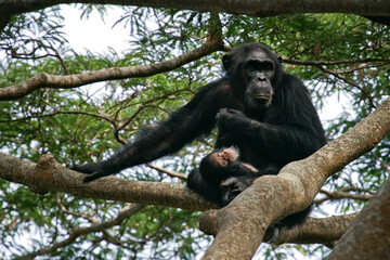 Eastern chimpanzee (Pan troglodytes schweinfurthii) mother with sleeping baby on tree, Gombe Stream National Park, Tanzania