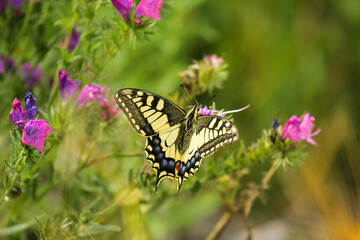 Fototapeta na wymiar Old World Swallowtail (Papilio machaon), Catalonia, Spain