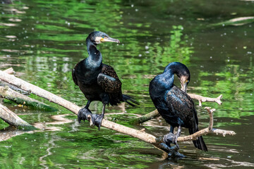 Great Cormorants (Phalacrocorax carbo) on pond
