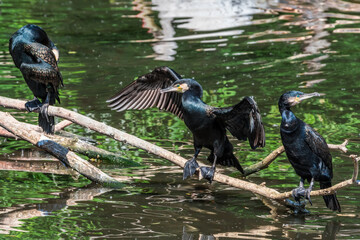 Great Cormorants (Phalacrocorax carbo) on pond