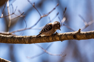 Woodpecker