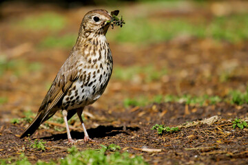 Song Thrush (Turdus philomelos) with food in bill, Brandenburg, Germany