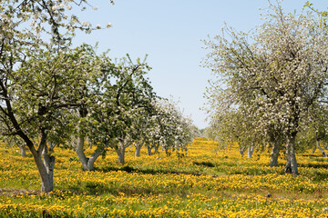 apple orchard in bloom and a field of dandelions