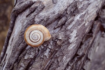 small snail on the trunk in the nature,  animal shell