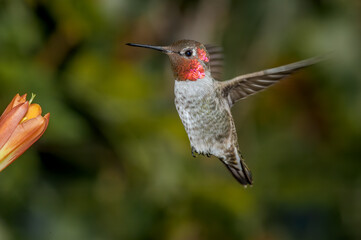 Anna's Hummingbird (Calypte anna) male in garden, Los Angeles, California, USA