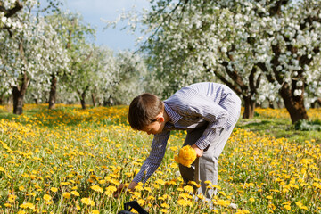 child in apple orchard in bloom and dandelion field