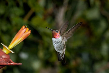 Anna's Hummingbird (Calypte anna) male in garden, Los Angeles, California, USA