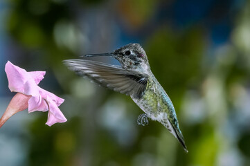 Anna's Hummingbird (Calypte anna) male in garden, Los Angeles, California, USA