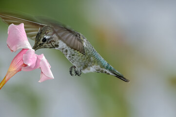 Anna's Hummingbird (Calypte anna) male in garden, Los Angeles, California, USA