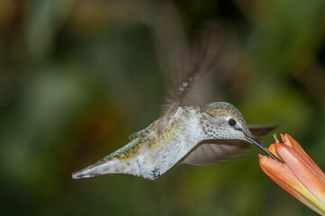 Anna's Hummingbird (Calypte anna) female in garden, Los Angeles, California, USA