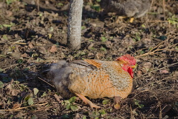The red-headed cock lies on the ground. The rooster is basking in the warm rays of the evening sun