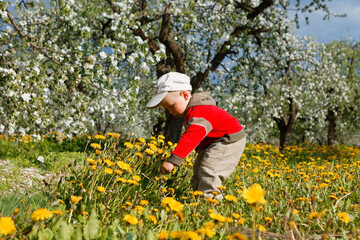 child in apple orchard in bloom and dandelion field