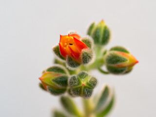 Echeveria setosa, Mexican fire cracker, blossom of succulent plant