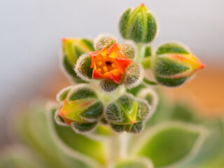 Echeveria setosa, Mexican fire cracker, blossom of succulent plant
