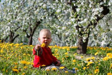 child in apple orchard in bloom and dandelion field