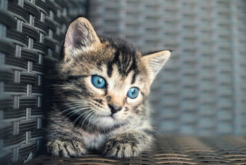 Tabby cat, small striped blue-eyed kitten
