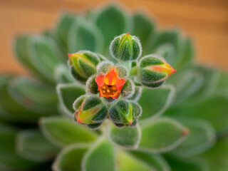 Echeveria setosa, Mexican fire cracker, blossom of succulent plant