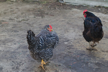 Spotted and black chickens in the farmyard.