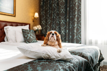 Cavalier King Charles Spaniel dog indoors resting in the chair