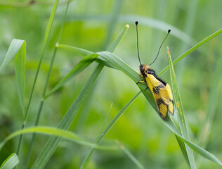 Owlfly Libelloides macaronius net-winged insect