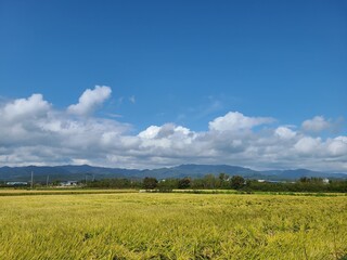 paddy field