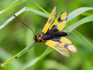 Owlfly Libelloides macaronius net-winged insect