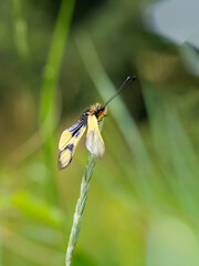 Owlfly Libelloides macaronius net-winged insect