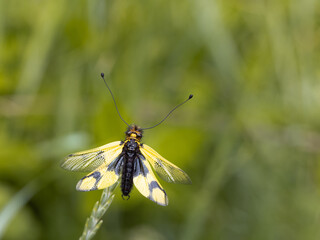 Owlfly Libelloides macaronius net-winged insect