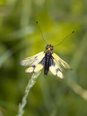 Owlfly Libelloides macaronius net-winged insect