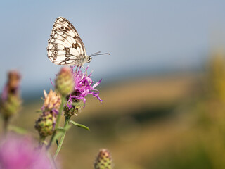 Marbled white butterfly (Melanargia galathea) on greater knapweed flower