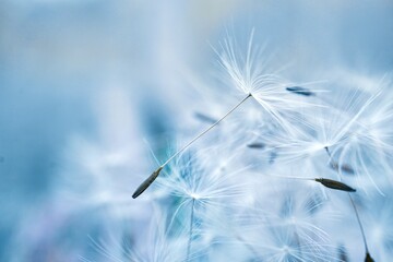 Obraz premium beautiful dandelion flower seed, abstract and blue background,