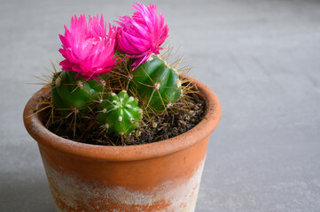 cactus in a pot