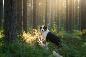 dog in forest the sunbeams. Australian shepherd on nature