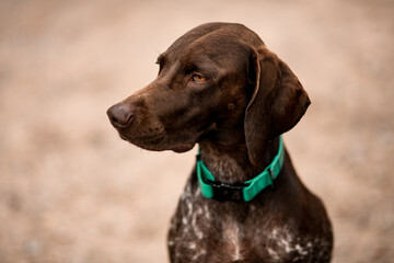 view of the head of shorthaired pointer dog
