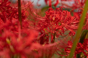 彼岸花