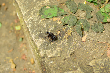 Wounded beetle on the ground footstep and leaves on concrete foot herbarium