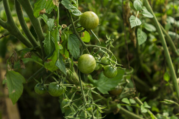 Fresh green tomatoes in late summer. Close up . Good harvest in a plastic greenhouse in the backyard of a village house.