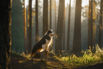 dog in forest the sunbeams. Australian shepherd on nature