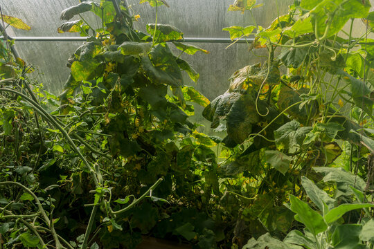 Fresh cucumbers and tomatoes in late summer. Good harvest in a plastic greenhouse in the backyard . of a village house