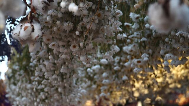 a lot of daises pending from the roof