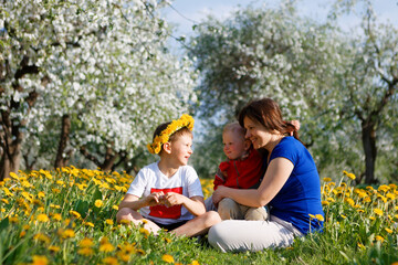 Fototapeta premium family in apple orchard in bloom and dandelion field