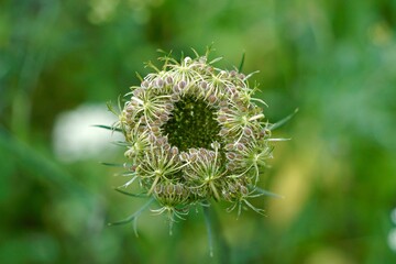 beautiful green flower in the garden in autumn season, green background