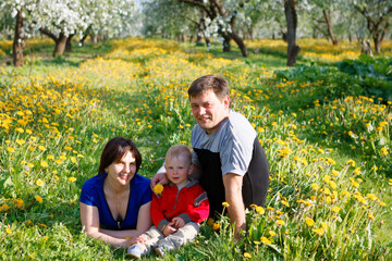 Fototapeta premium family in apple orchard in bloom and dandelion field