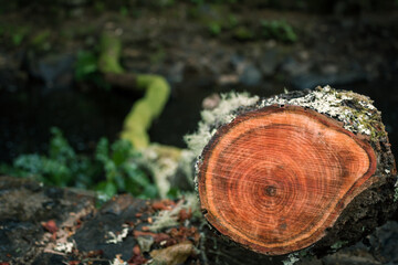 Tronco cortado en el bosque y con musgo