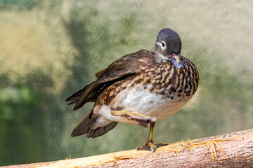 Mandarin Duck (Aix galericulata) female in park