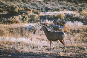 Wild deer, Ridgway, Colorado