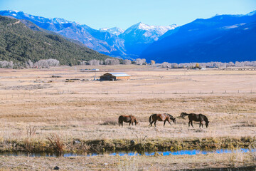 Horse in the pasture, Ridgway, Colorado